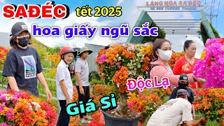 LÀNG HOA GIẤY SAĐÉC, NHIỀU HOA ĐỘC LẠ NGƯỜI DÂN ÙM ÙM ĐỔ BỘ