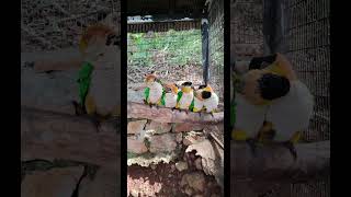 මෙහෙමත් කෝලම් - Funny Parrots #trending #parrot #funny