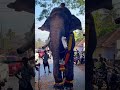 ചെവി പിടിച്ച് വലിക്കല്ലേ ചേട്ടാ😢🐘❤️ ushasree sankarankutty aanakeralam shortsfeed aanapremi