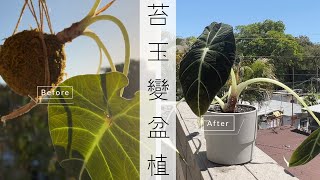 我不要苔玉了～把苔玉拆解變成盆植！Repotting a Kokedama into a pot | 植屋