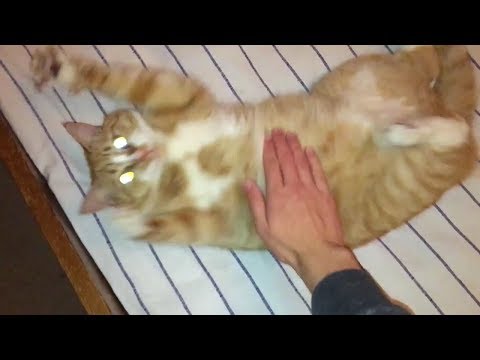 All Star but it's played on a thicc cat