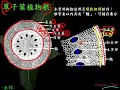 10601高一基礎生物2 1 06單子葉植物根的橫切面一廉