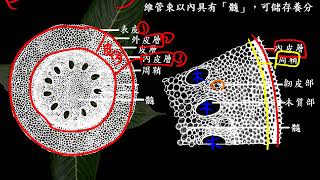 10601高一基礎生物2 1 06單子葉植物根的橫切面一廉