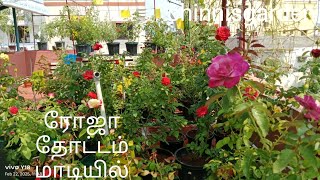 மாடியில் ரோஜா தோட்டம்#rosecaring #terracegarden #ytvideo