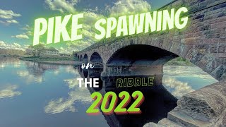 River Pike Spawning on the Ribble April 2022