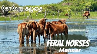 Feral Horse - கோவேறு கழுதை #horse #trending #viralvideo