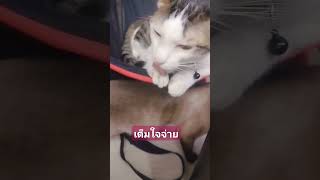 เจอแบบนี้ก็ต้องจ่ายเท่าไหร่ก็ยอม #ขำๆ #funny #พี่โก #มาแรง #cat #catlover #comedy