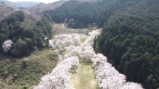 天理ダムの桜空撮　風致公園・レイクパーク　令和2年春