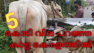 കേരളത്തിലെ ഏറ്റവും വലിയ കാള/Largest bull in Kerala