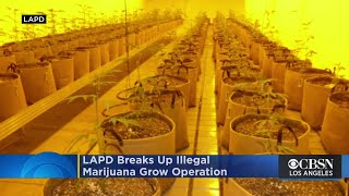 Illegal Marijuana Grow Operation Found To Be Supplying Unlicensed Dispensaries In Mid-Wilshire Area