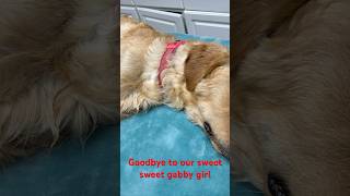 #RestInPeace to our sweet Gabby girl. We had to put her down today. No more pain baby. #Dogs #Love