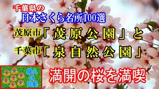 千葉県では「日本さくら名所100選」に選ばれている2個所、千葉市の「泉自然公園」と茂原市の「茂原公園」に行ってきました。満開の桜を満喫することができました