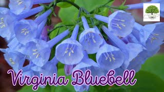 Virginia Bluebell - TN Nursery