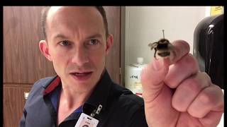 Cleaning Bumblebees & Bees in Preparation for Pinning