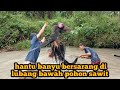 menemukan 2 hantu banyu sekaligus di bawah pohon sawit terbengkalai