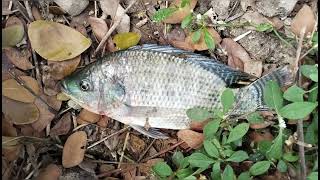 Buhay Probinsya ( fishpond tilapia)