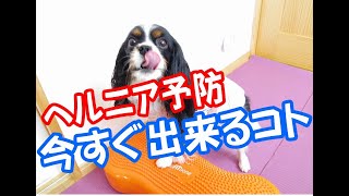 犬のヘルニア予防で僕達飼い主が今すぐ実践すべきこと