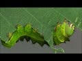 life cycle of the luna moth