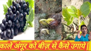 How to grow grape wine from seeds काले अंगूर को बीज़ से कैसे उगाये#grapes#grapewine#PlantingTech#