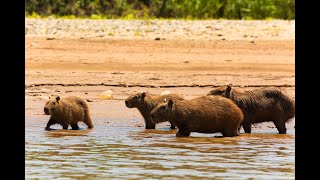 Listen to the forest | Madidi National Park | Bolivia