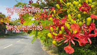 ខេត្តកែប រដូវផ្កាក្ងោក រីកស្អាតណាស់ (Kep province, the peacock flower season is very beautiful)