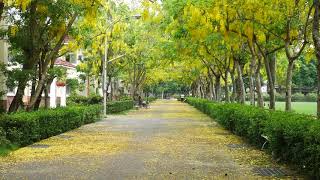 黃金雨-黃金遂道-黃金步道-阿勃勒