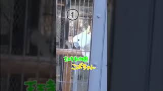 【キバタン】＼コンニチハ／【天王寺動物園】