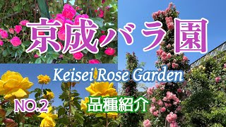 京成バラ園 品種紹介 2023.5.10 Keisei Rose Garden