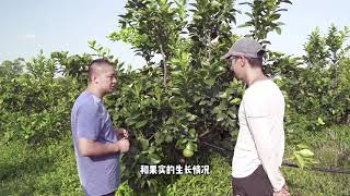 柚子纯露成品来了