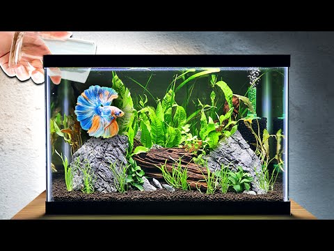 EASY Planted Tank Tutorial for Betta Fish (Step by Step) – FAD