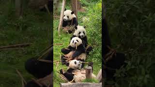 🐼大熊猫排队开启贴秋膘模式 #panda #animal 【跟着图尔去旅行】