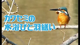 カワセミの水浴びと羽繕い