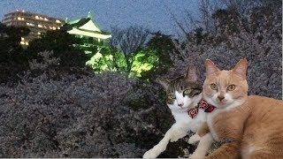 猫たちを留守番させて2日続けての夜桜見物【猫日記こむぎ＆だいず】2018 03 29