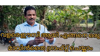 വളരെ  ഈസിയായി  എങ്ങനെ  ഒരു  മാവിൻ  തൈ  ഗ്രിഫ്റ്റ്  ചെയ്യാം