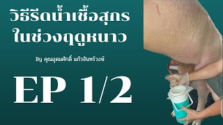 การรีดน้ำเชื้อสุกรในหน้าหนาว 1/2