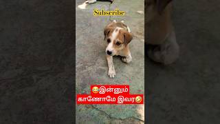 இன்னும் காணோமே இவர😂😂#shorts #funny #dogcomedy #doglover #trending #trendingshorts