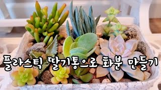 플라스틱 딸기통으로 다육이 화분 만들기 재활용화분 식물키우기