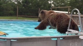 Bear Swims Just Like a Kid and Loves to Belly Flop into Pool