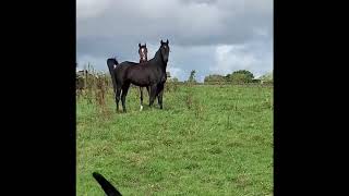 Mailiha Bint Mukhtar 2017 Black Arabian Filly by Mukhtar Ibn Eternity x HS Mahalia by Simeon Sadik