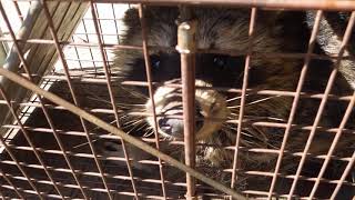 鉾田市安房アライグマ駆除1