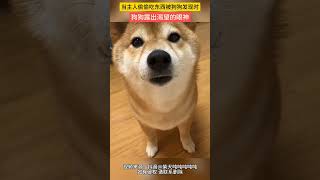 当主人偷偷吃东西被狗狗发现时#柴犬 #搞笑