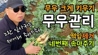 무우 텃밭 무청 잎사귀 관리하고 크게 키우기 / 네번째 솎아주기 \u0026 노오란 떡잎 제거해야 좋아요.