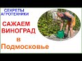 Посадка винограда в Подмосковье. Вот сейчас пора! Чем проще, тем лучше.