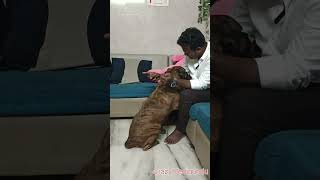 💥கட்டி அணைத்து compromise செய்யும் #steffitheboxcer #shorts #doglover #dog #hug #shortsvideo