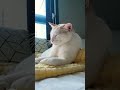 🐱고양이 인내심테스트🐱 결과는