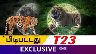 Masinagudi Tiger: டிமிக்கி கொடுத்த T23 புலி சிக்கியது | T23 tiger captured alive after 21-day hunt