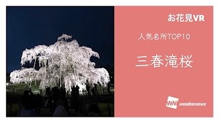 【お花見VR】360度動画でエア花見！「人気名所TOP10 三春滝桜」 Sakura VR