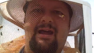 Pest control getting attacked by Killer Bees (I lived) Weatherford Pest Control