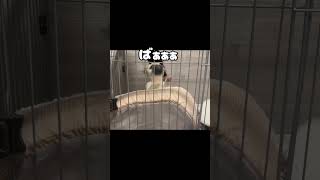 かくれんぼ #パグ #pug #dog #子犬 #犬のいる暮らし #かわいい犬 #面白い犬 #かくれんぼ#いえやす#癒しわんこ