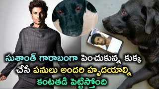 After Sushanth Singh Rajput Death,His dog was waiting For him And feeling so sad #SushantSinghRajput